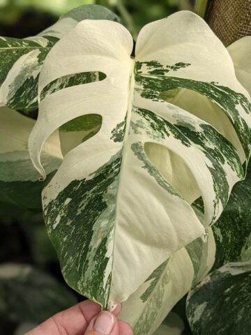 A+ Monstera Del. Borsigiana Albo Variegata Plant