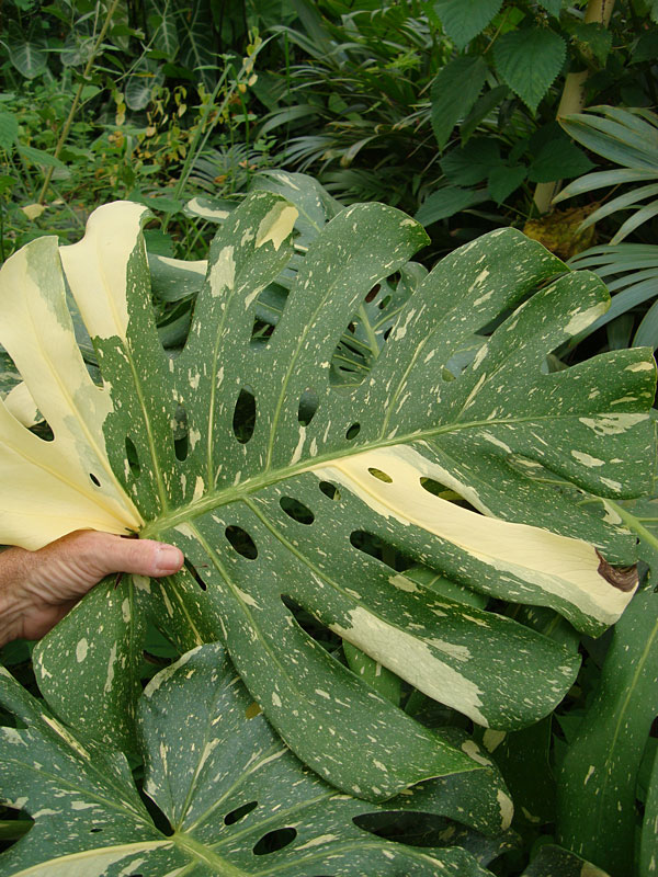 xl-monstera-deliciosa-albo-variegata-large-form-urban-tropicals