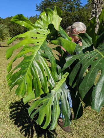 A+ Lg. Monstera Deliciosa Verde Splash (VERY RARE, Excellent Variegation)   UrbanTropicals