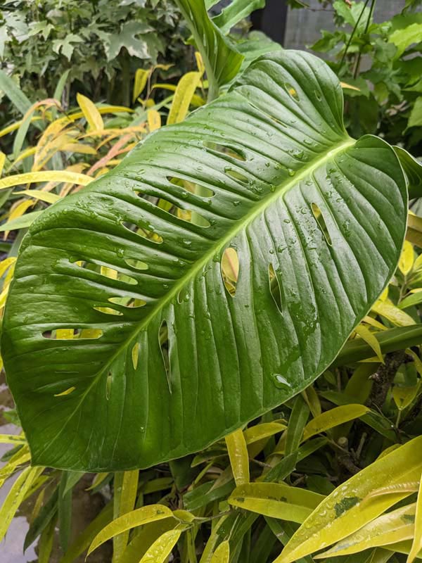 モンステラ・ポトス Monstera Deliciousa Skeleton(Variegated) Just some Monsteras for your feed 🪴✨ 🪴 Monstera Delisiosa