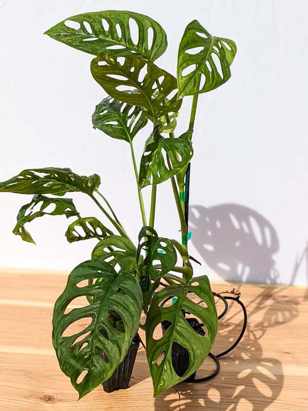 Monstera Giant Skeleton Leaf Plant – UrbanTropicals