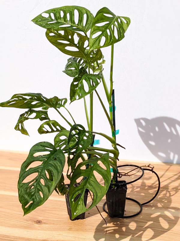Monstera Giant Skeleton Leaf Plant – UrbanTropicals