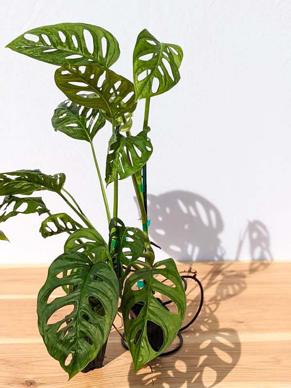 Monstera Giant Skeleton Leaf Plant – UrbanTropicals