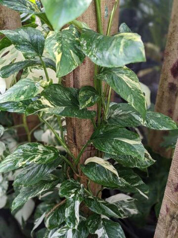 Alternative view of Monstera Lechleriana Albovariegata Plant
