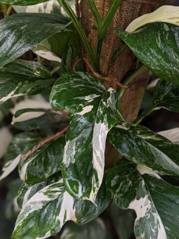 Monstera Lechleriana Albovariegata Plant  UrbanTropicals