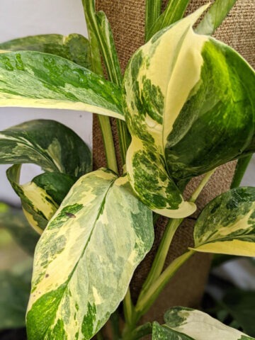 Monstera Lechleriana Albovariegata Plant