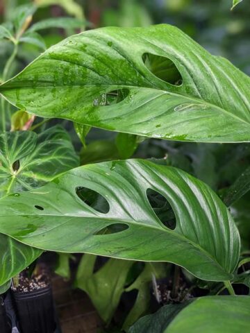 Monstera cf Lechleriana Split Ecuador Plant
