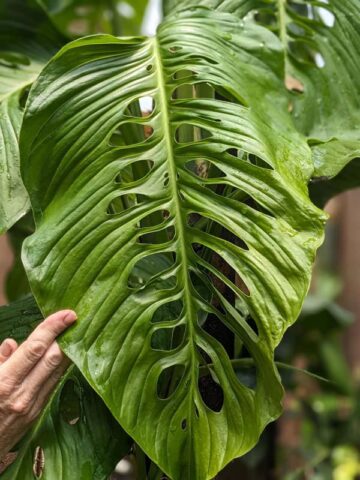 TRUE Monstera Lechleriana Schott Plant