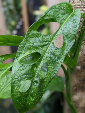Alternative view of Monstera Obliqua cf Amazonas Ecuador Plant
