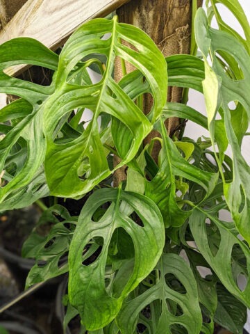 Monstera Obliqua cf Amazonas Peru Plant (thread leaf form)