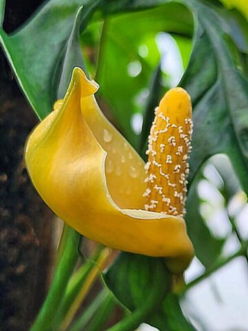 Monstera Obliqua Bolivia Plant