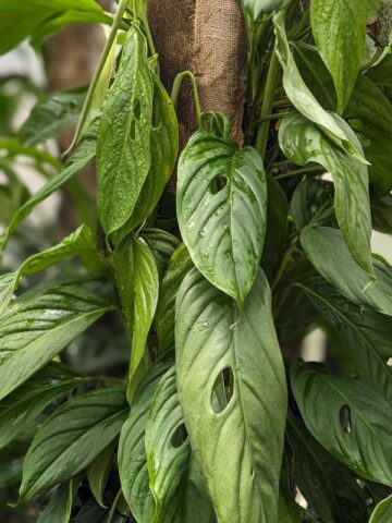 Alternative view of Monstera Obliqua Bolivia Plant