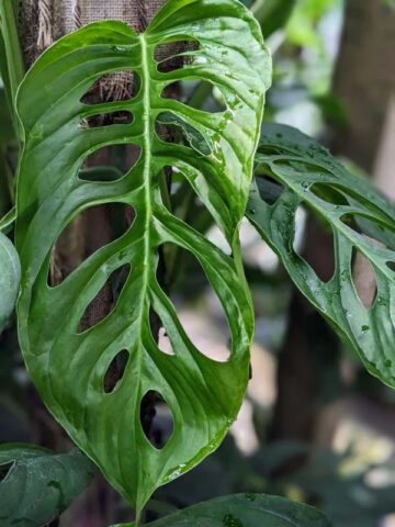 Alternative view of Monstera Obliqua aff. Cuyabenum Plant