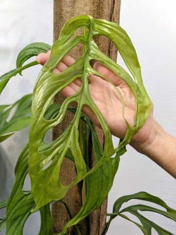 Monstera Obliqua Filamentous Plant