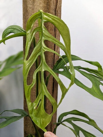 Alternative view of Monstera Obliqua Filamentous Plant