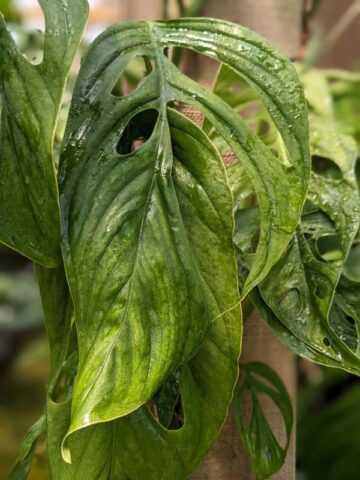 Alternative view of Monstera Obliqua cf Pangui Plant