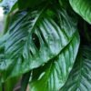 Monstera Obliqua Slovakia University Plant