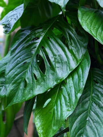 Monstera Obliqua Slovakia University Plant