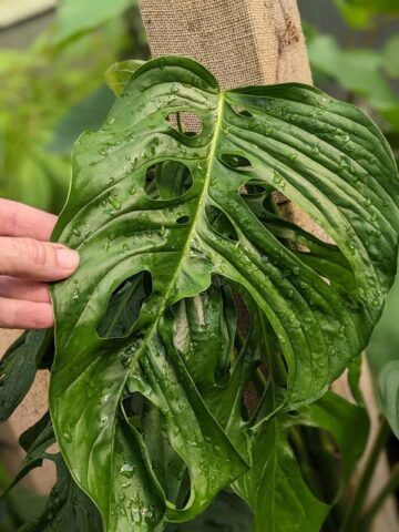 Alternative view of Monstera Obliqua Slovakia University Plant