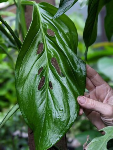 Monstera Obliqua cf Napo Plant