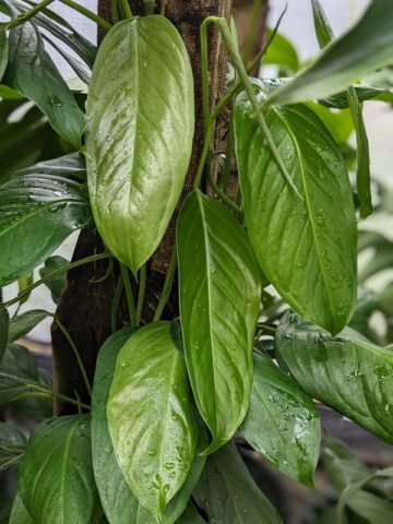 Monstera Obliqua Suriname Plant (south paramaribo)