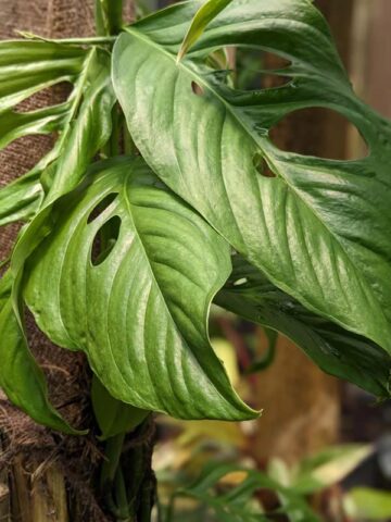 Monstera Obliqua cf Filamentous Peru Plant