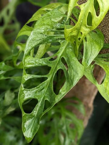 Alternative view of Monstera Obliqua Tigre Plant