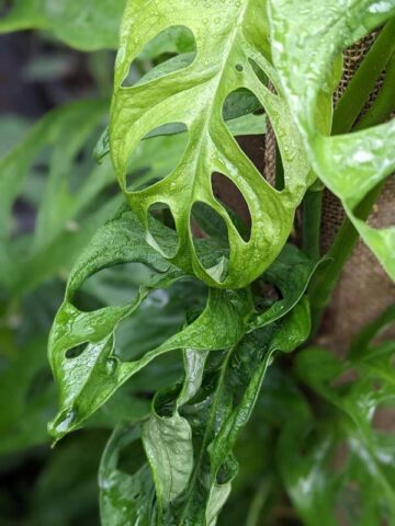 Monstera Obliqua Tigre Plant