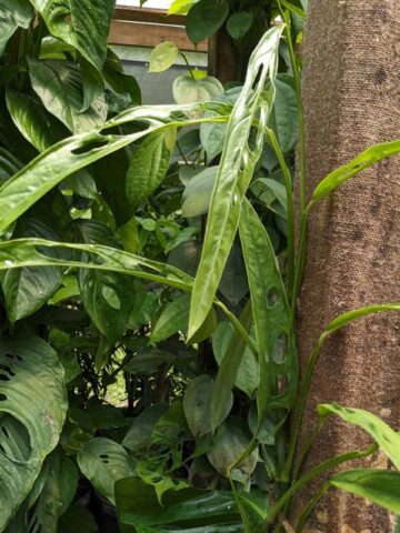 Monstera Obliqua Tiwintza Narrow Plant