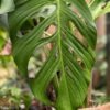 Monstera Pachicutza Plant