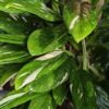 Monstera Standleyana Albo Variegata (COBRA) Plant