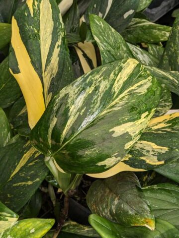 Monstera Standleyana Aura Plant
