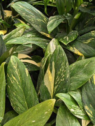 Alternative view of Monstera Standleyana Aura Plant