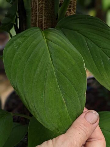 Monstera Velvet Peru Plant