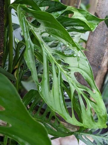 Monstera cf Xanthospatha Plant (beveled fenestration form)