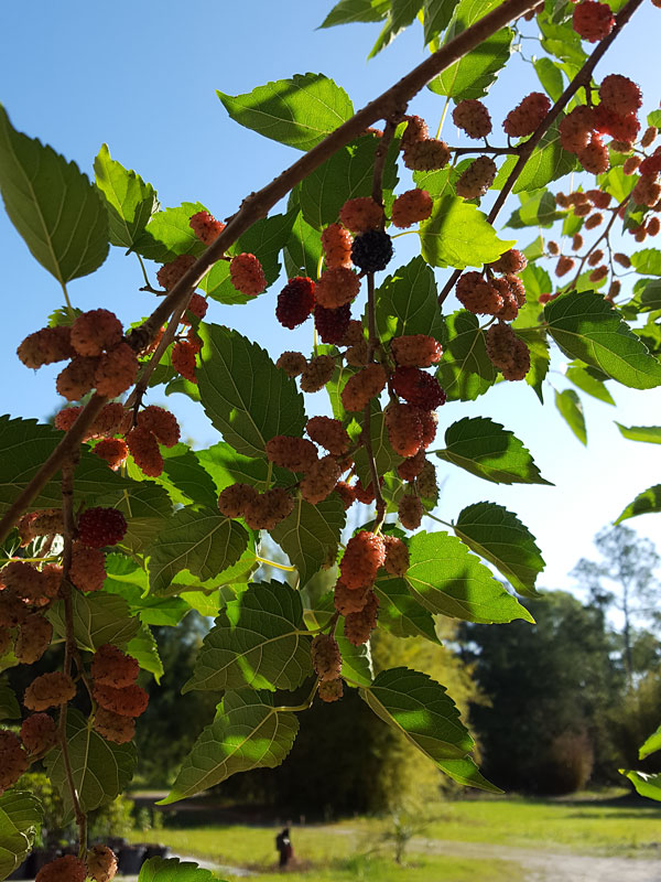 PROLIFIC – Dwarf Everbearing Black Mulberry Tree (morus nigra) – Urban