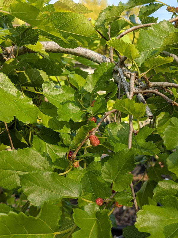 Weeping Mulberry Tree (morus Alba Pendula) – Urban, 52% OFF