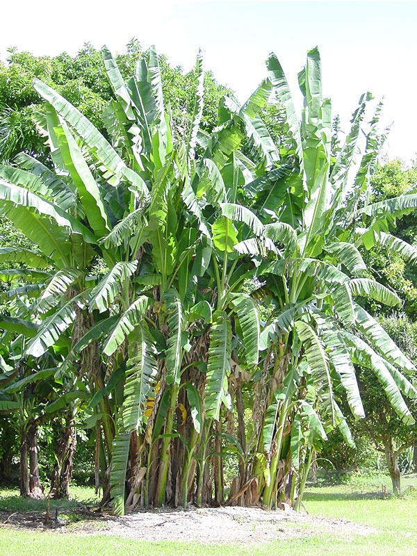Wild Banana