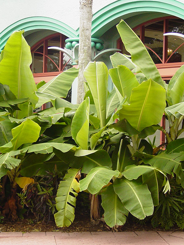Dwarf Cavendish Banana Tree (musa sp) - Urban Tropicals