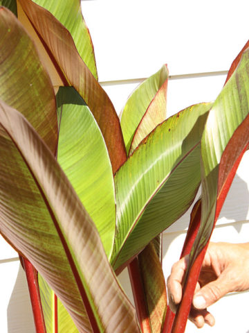 Red Leaf Abyssinian Banana Tree (ensete ventricosum) – Urban Tropicals