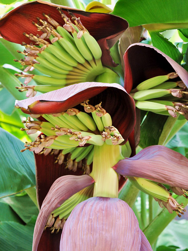 XL Wild Florida Swamp Banana Tree (musa heirloom) – Urban Tropicals