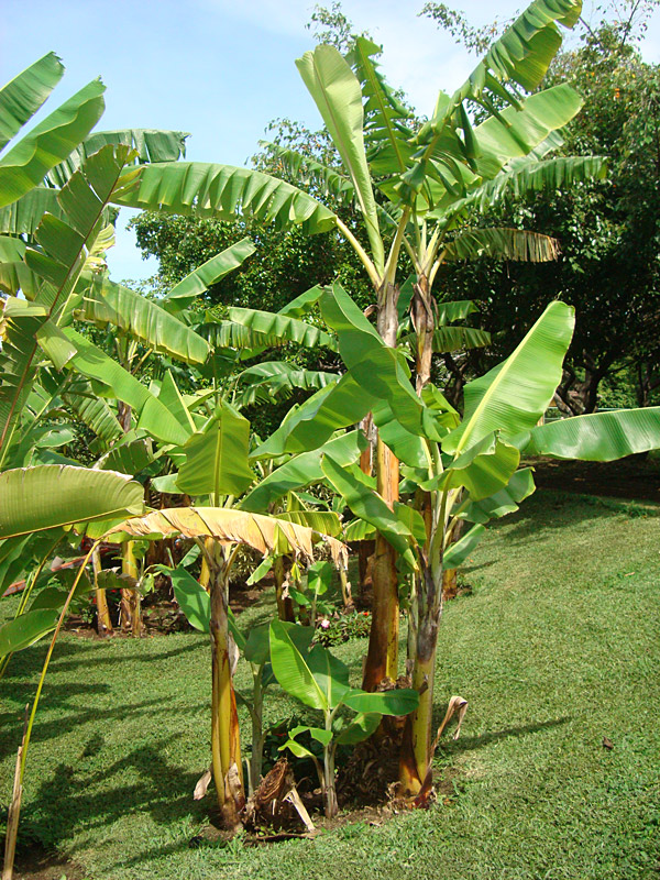 4 Plants Banana Plants Grand Nain Includes Four 