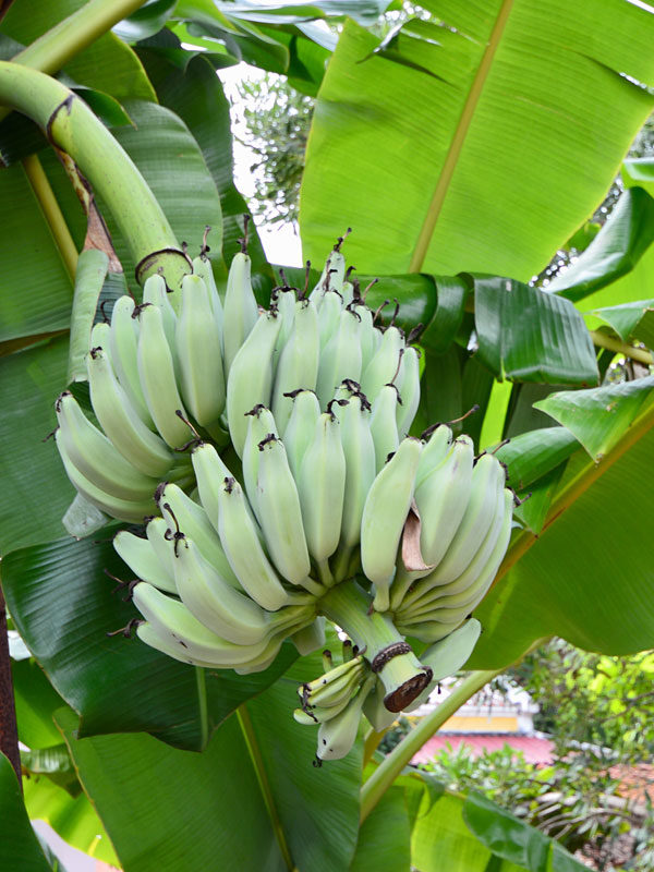 Blue Ice Cream Banana Tree (musa sp) – Urban Tropicals