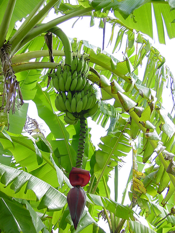 African Giant Banana Tree (musa kandarian) #MUS-KAN.