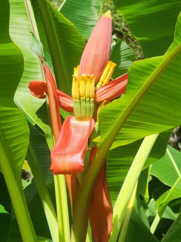 Lg. Bronze Sunset Flowering Banana Tree (musa ornata) - Image 10