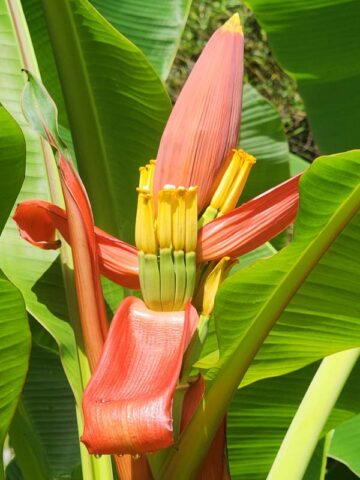 Lg. Bronze Sunset Flowering Banana Tree (musa ornata)