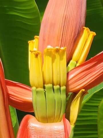 Lg. Bronze Sunset Flowering Banana Tree (musa ornata) - Image 8