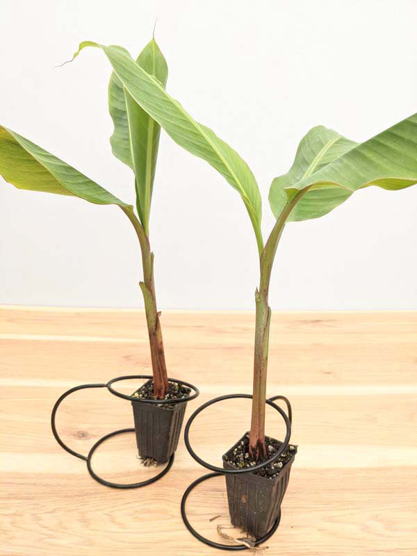 thumbnail image 2 of Pink Dwarf Banana Tree Seeds (Musa Velutina) - Hardy, Fast-Growing Ornamental Fruit Plant For Zones 7b-11 2 of 5