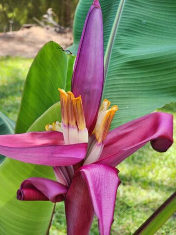 Lg. Royal Purple Banana Tree (musa ornata) - Image 3