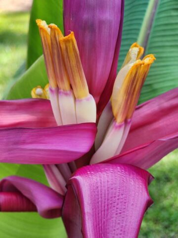 Lg. Royal Purple Banana Tree (musa ornata) - Image 2